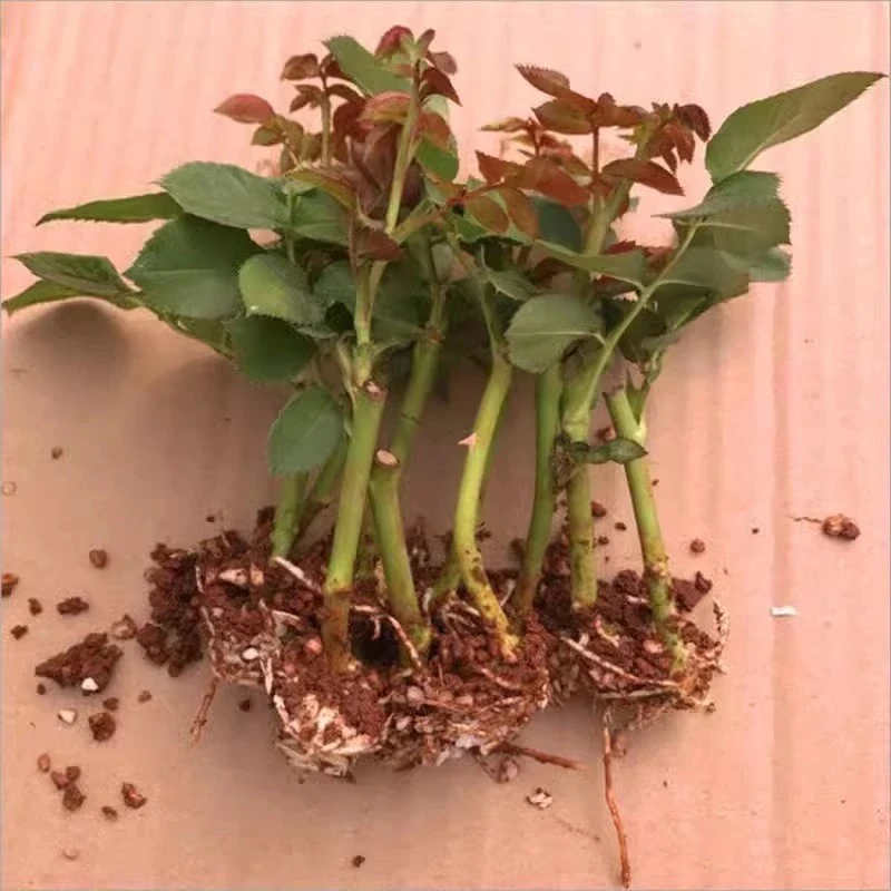 大花浓香玫瑰花苗四季开花盆栽地栽阳台小院抗寒耐冻月季花苗