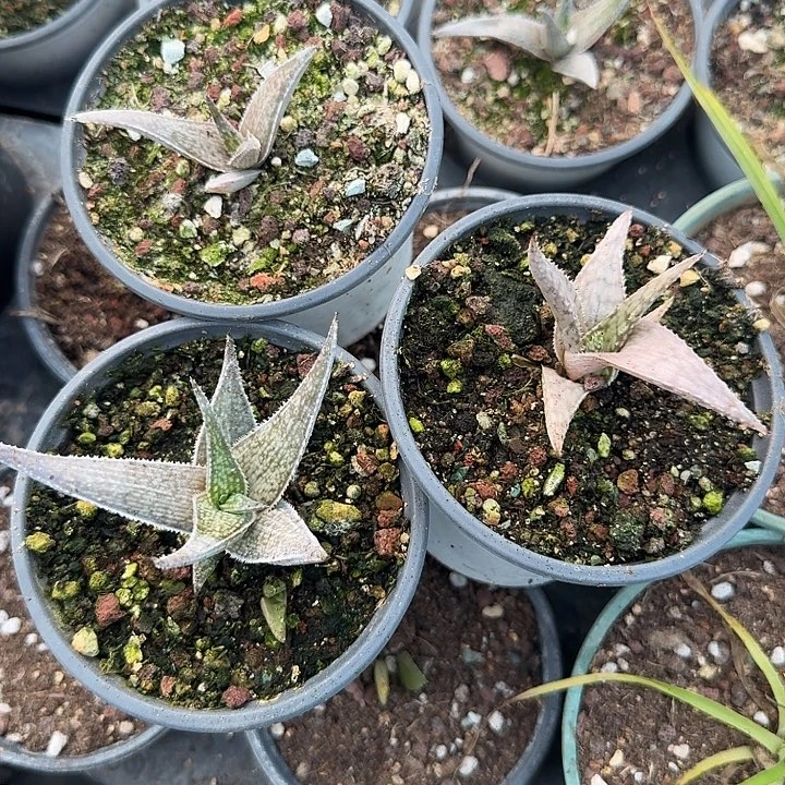 拥***抱实生芦荟十个发货