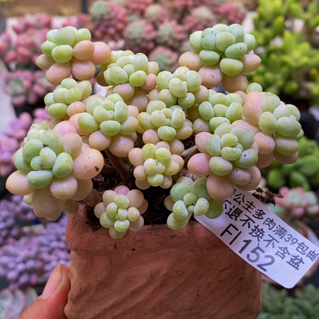 152花朵鱼子酱8cm多肉