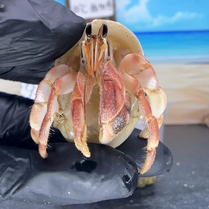 A47-1.7口红粉色的