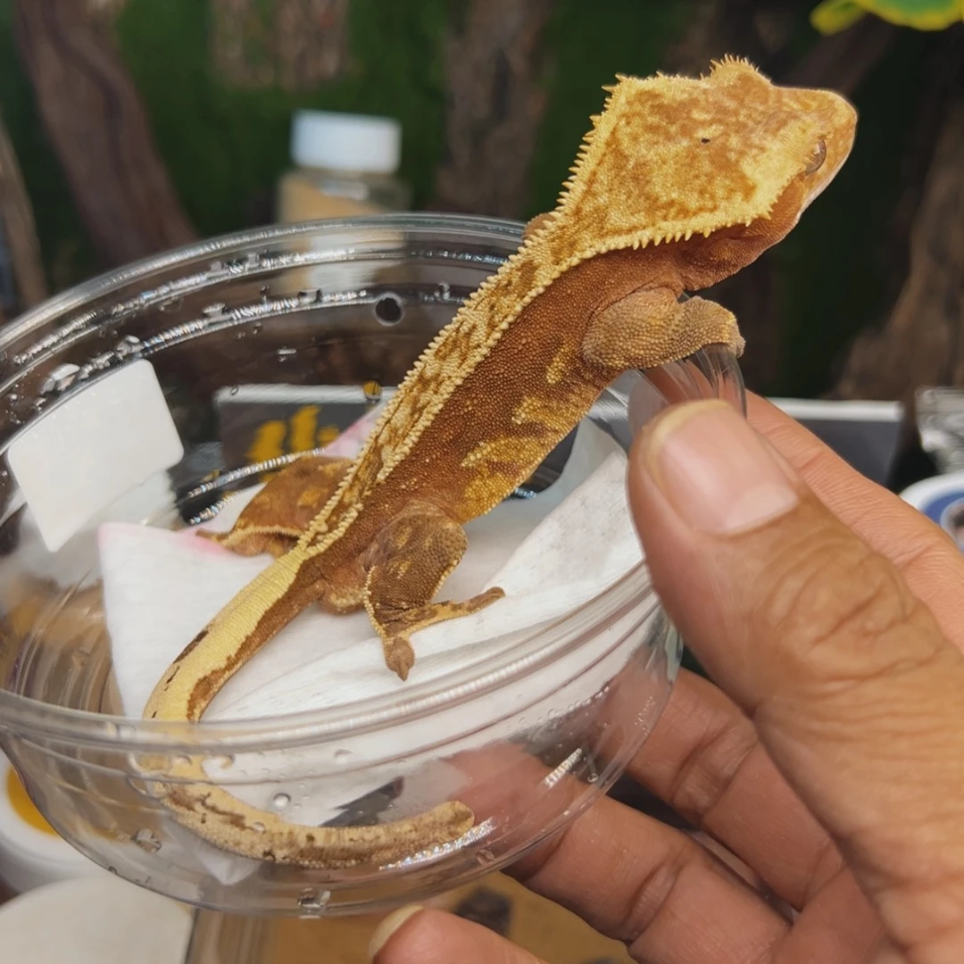 睫角守宫红底奶油大亚成弟弟
