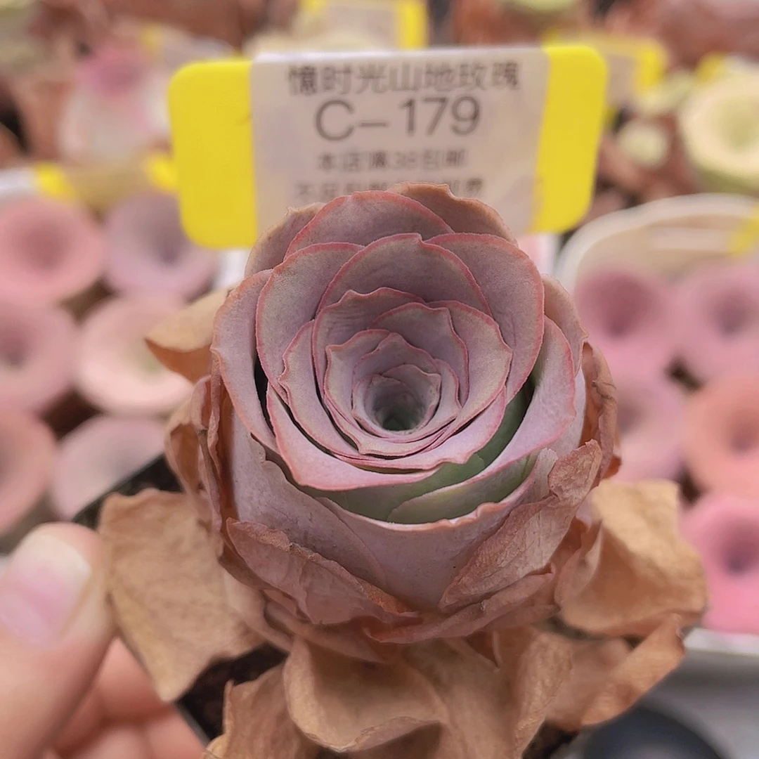 山地玫瑰C179满38包邮裸根发货