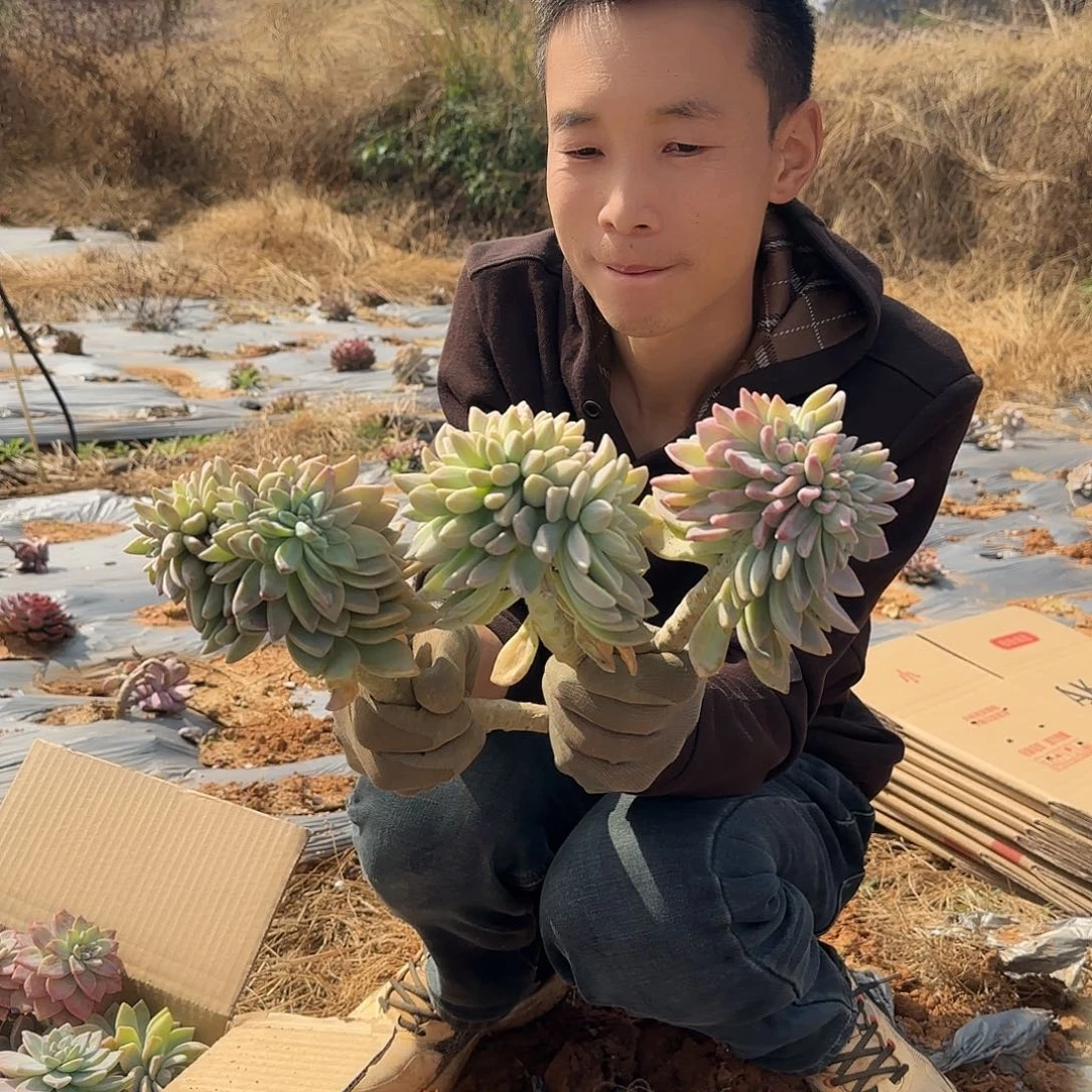 断枝淡雪缀化多肉3个