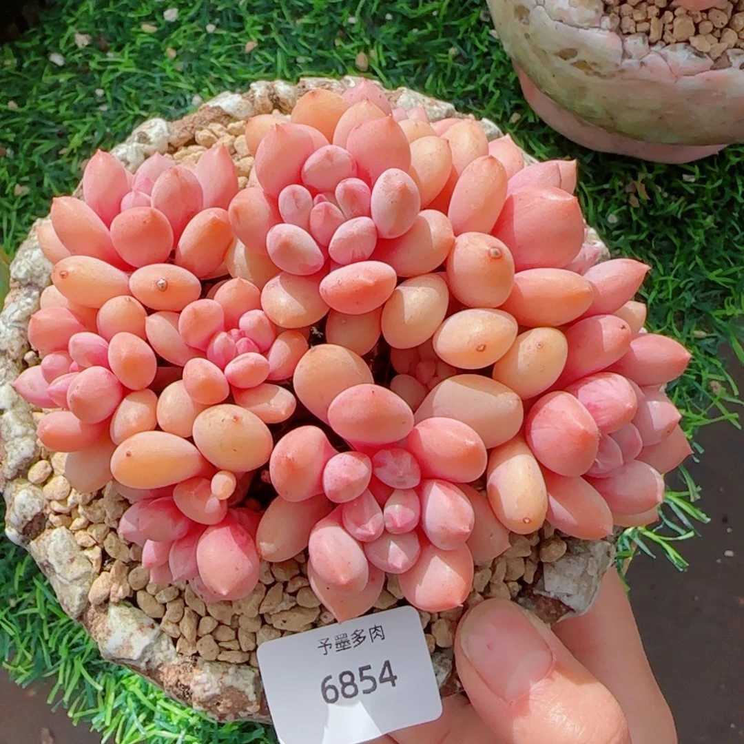 塞尔达公主，6854多肉植物