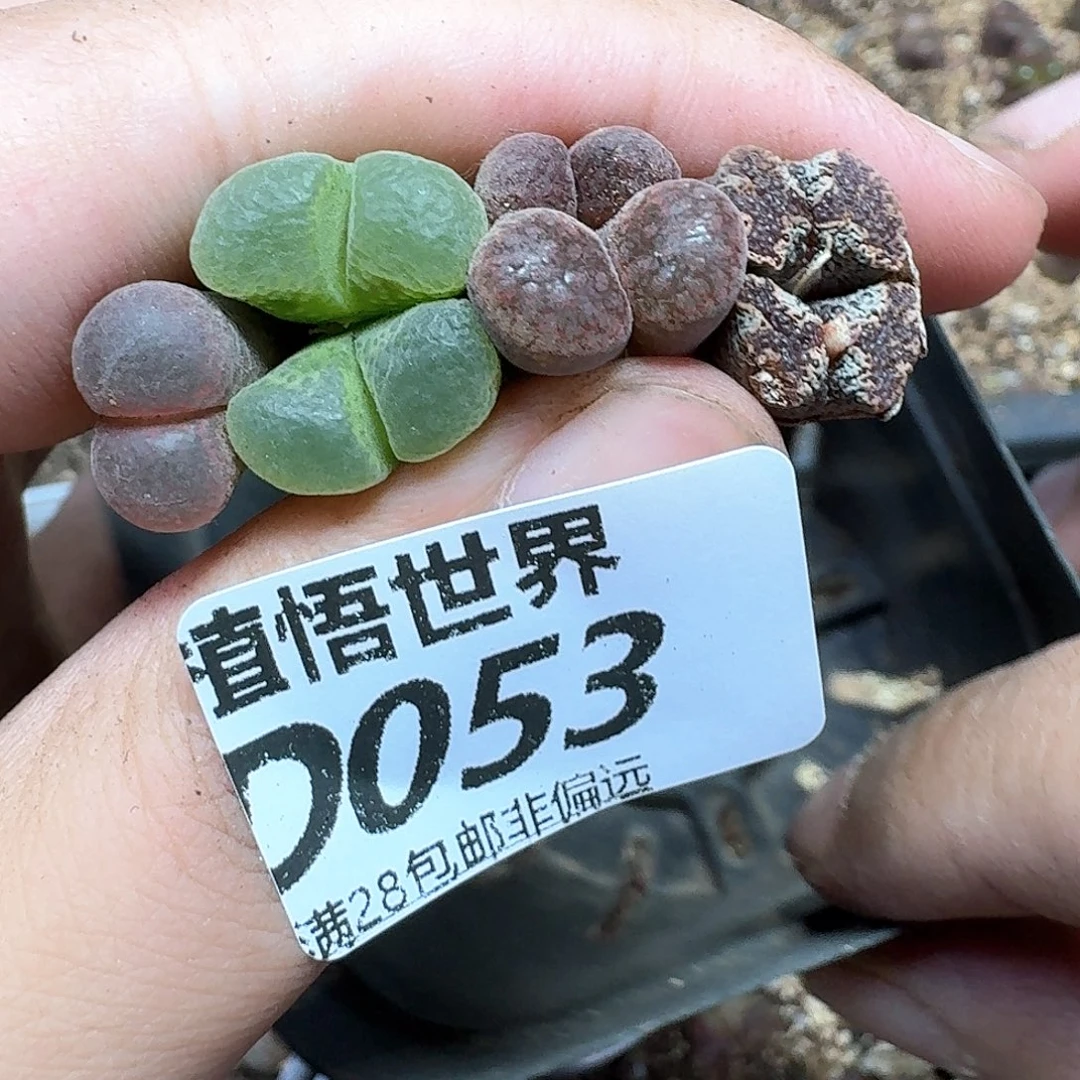多肉植物的润泽的动作