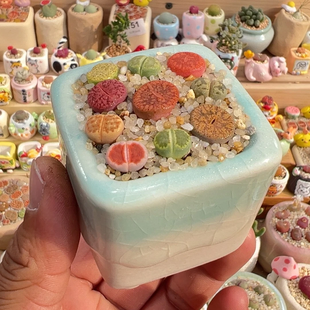 多肉植物15号彩拼带盆