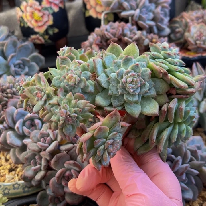 新年快乐 新年快乐