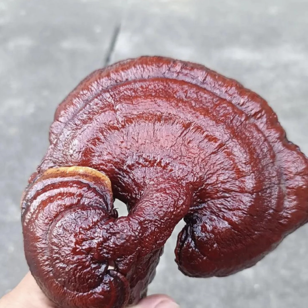 优选灵芝可泡水煮水煲汤炖鸡泡茶泡酒