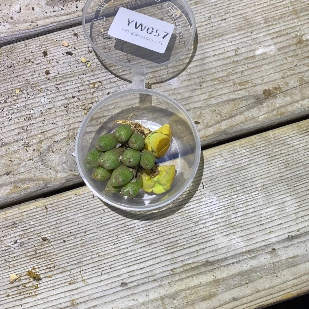 粗砂花盆飞*YW057rourourou