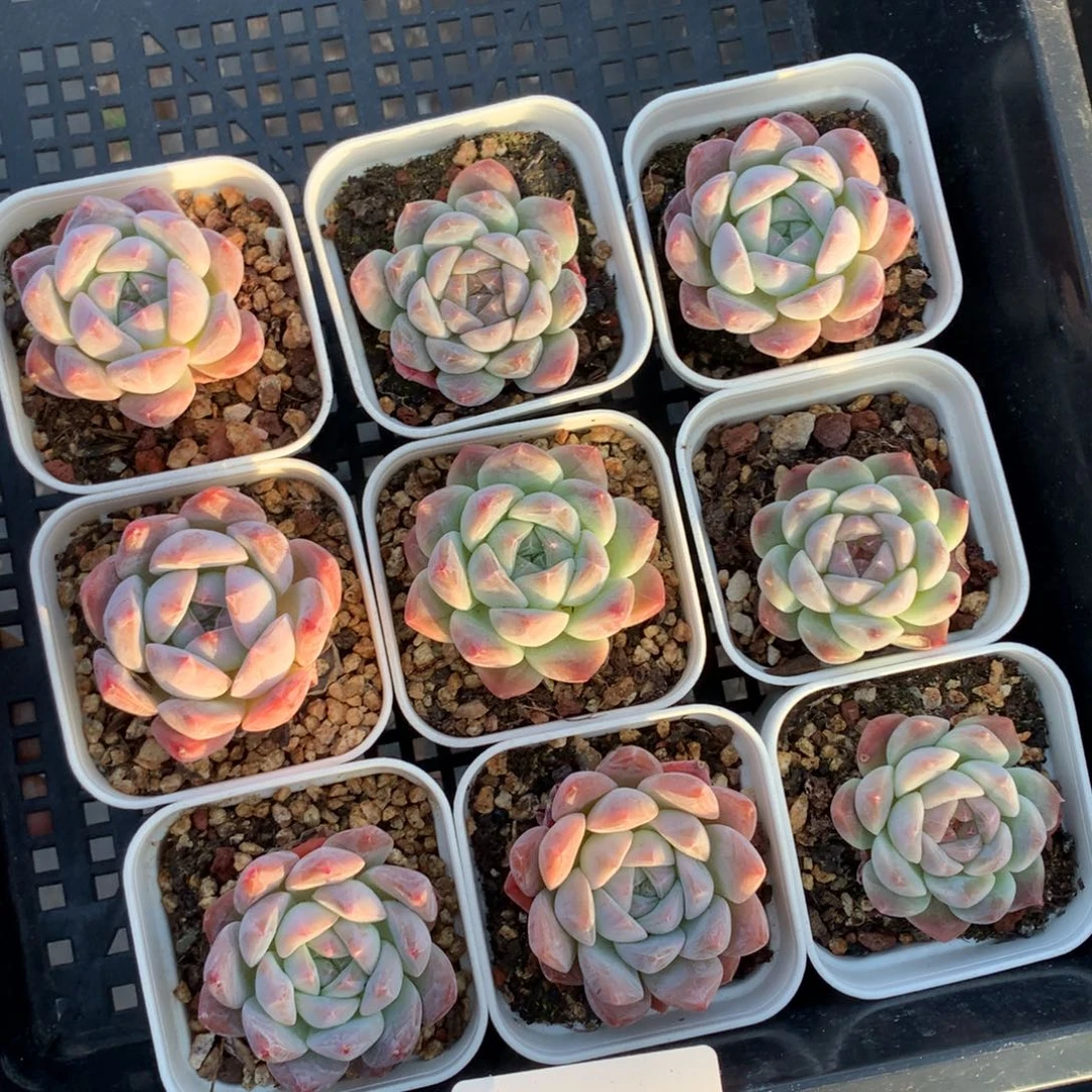 1104-07 套餐一组