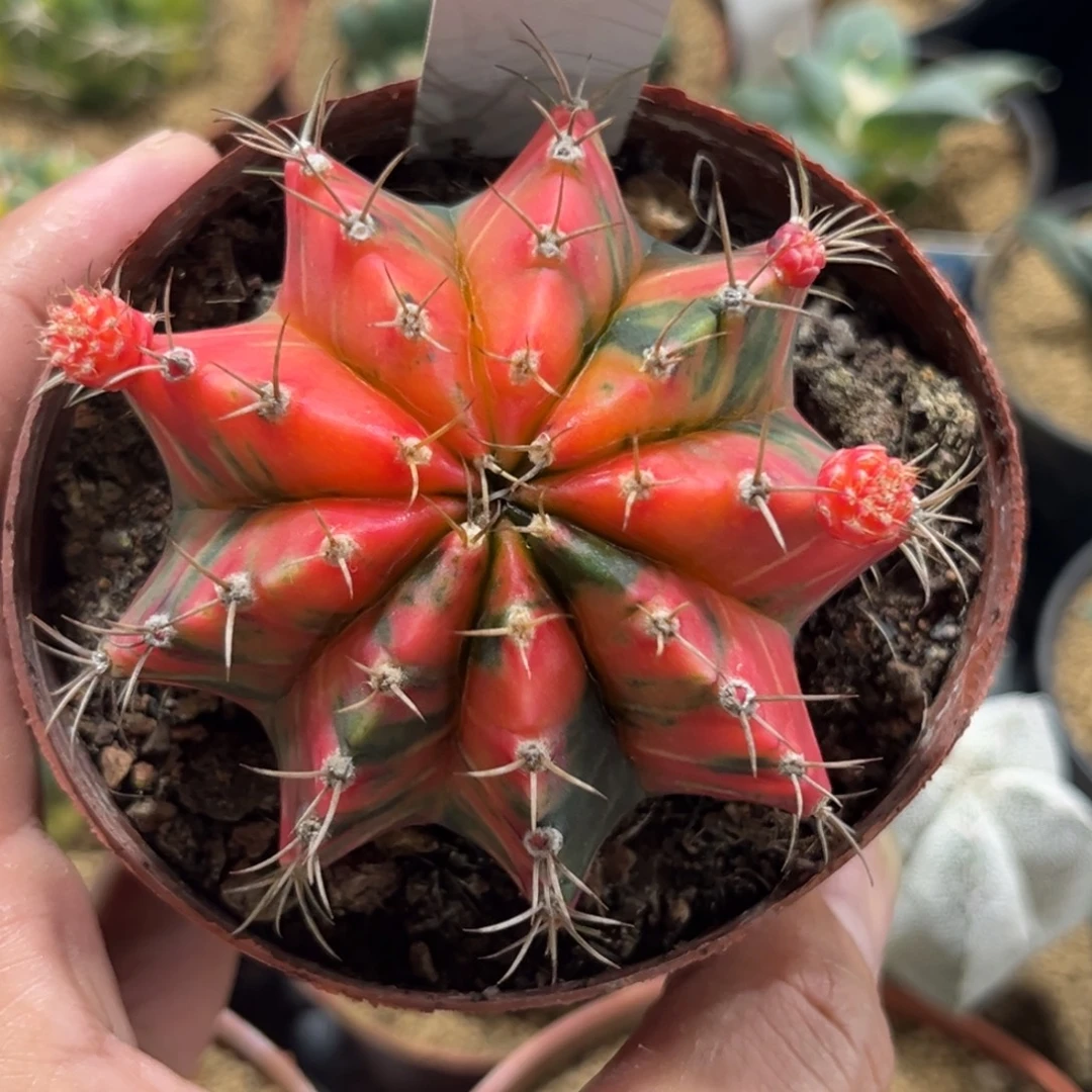 577实生米哈锦带盆带土