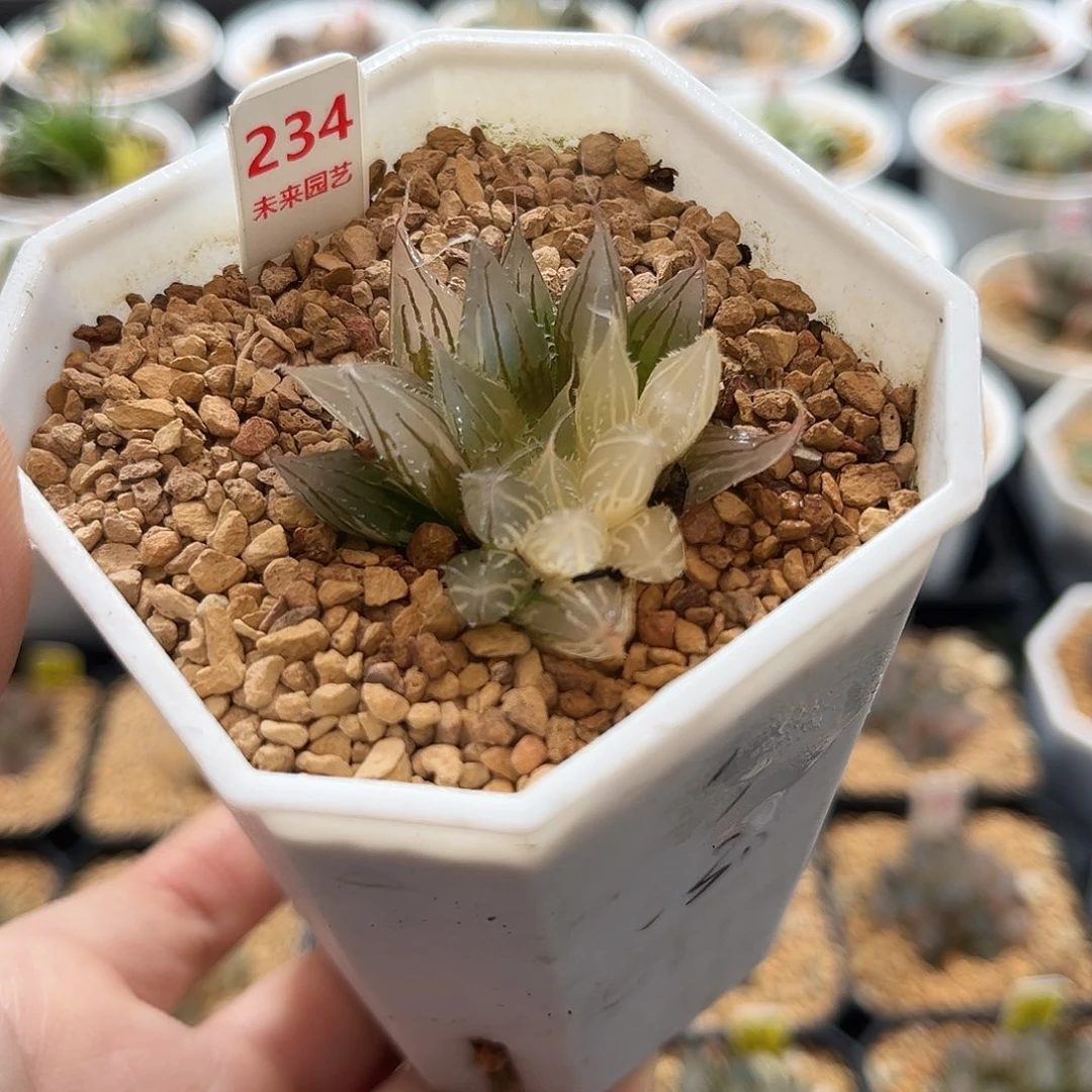 234大卫针管玉露锦福利福利