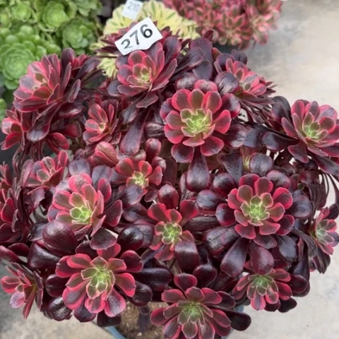 276梦娜丽莎朵朵35厘米左右有断枝