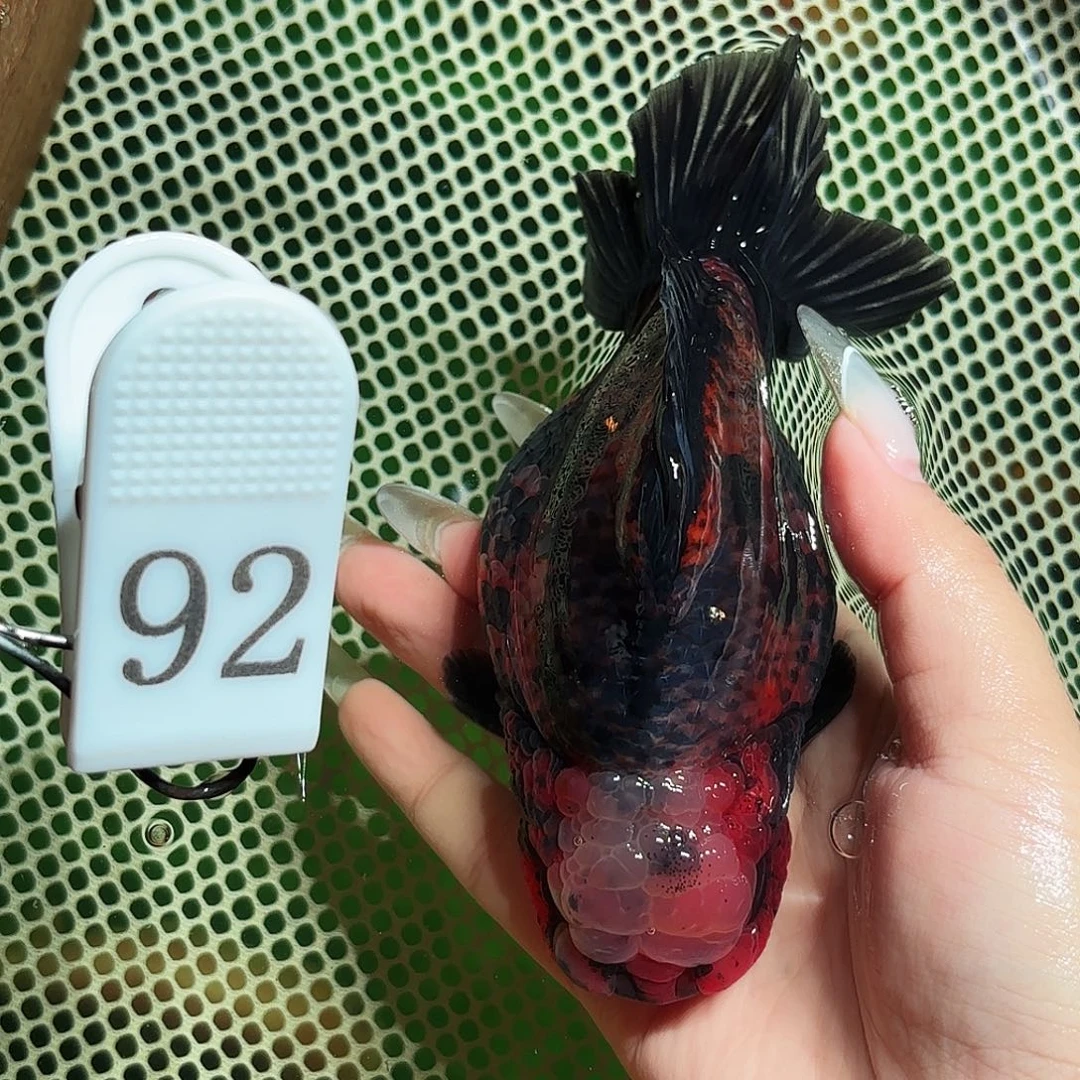 金鱼拍包装包邮，不拍包装运费到付