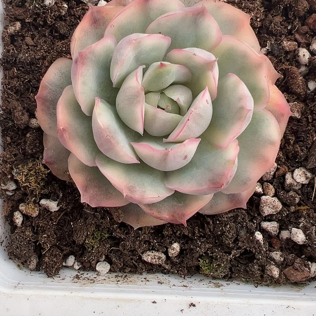 草莓蛋糕锦多肉植物