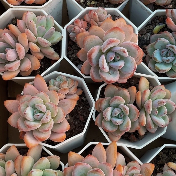 八角盆双头星星雪带盆土发