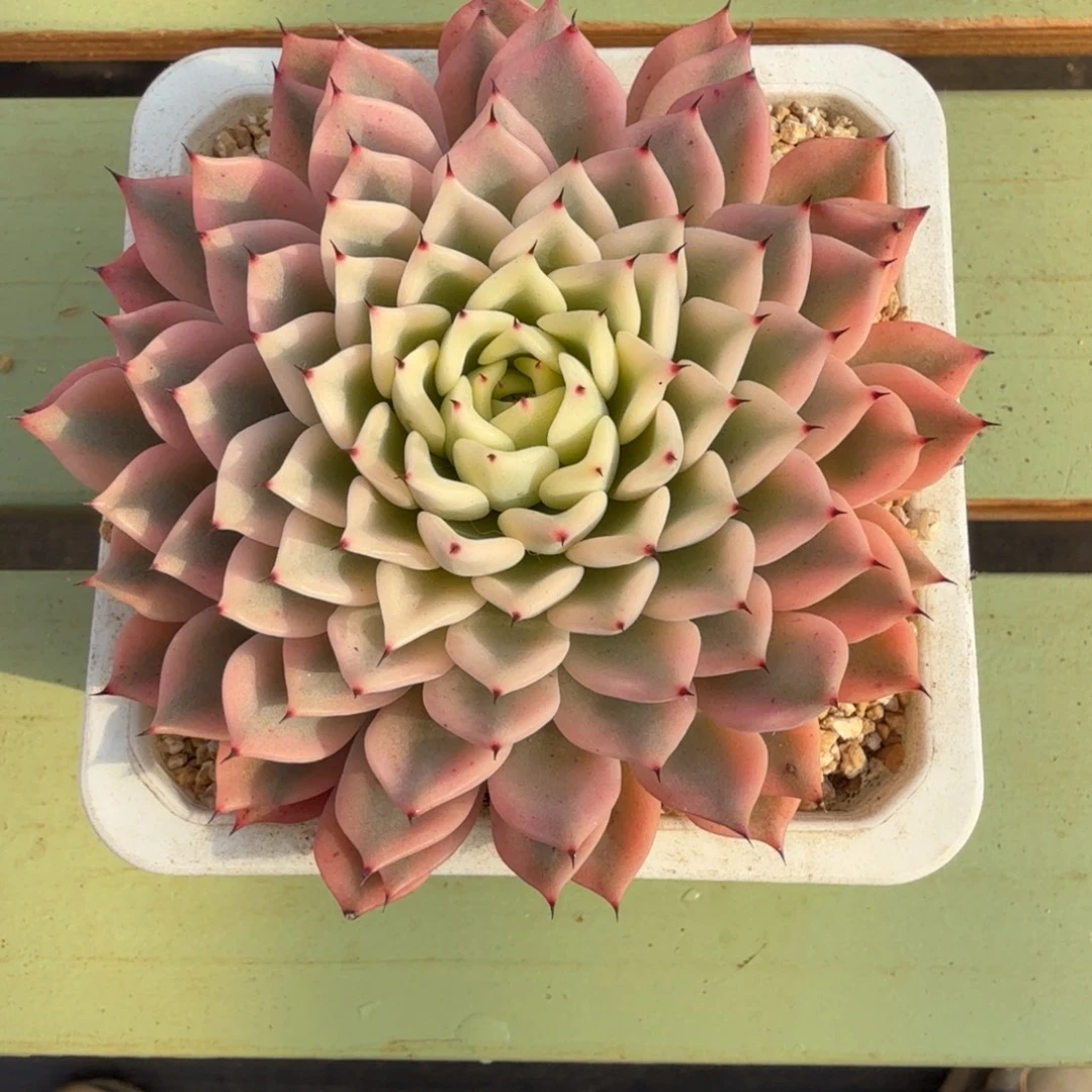 吉尔巴玫瑰锦锦上园艺一物一拍