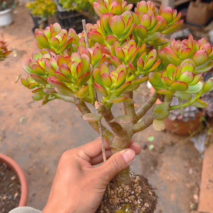 星***星中国大陆摇钱树，，