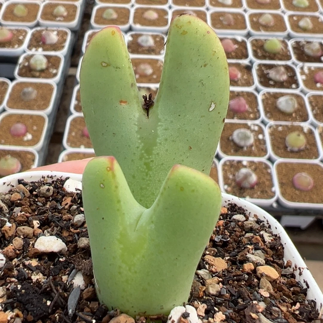 985多肉植物种类多样