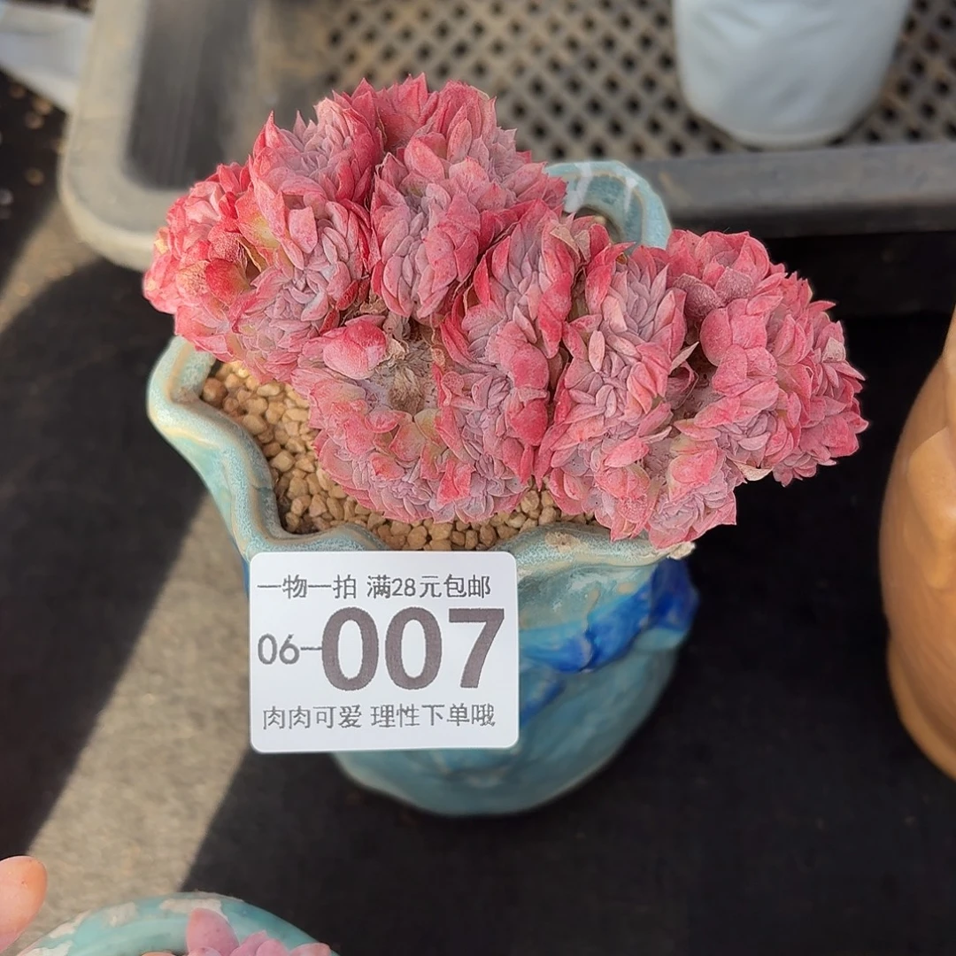 贝瑞缀无盆土发货