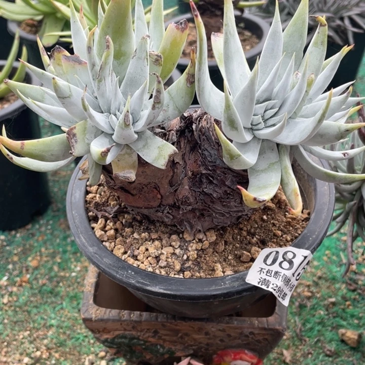 815号苹果叶雪山多肉