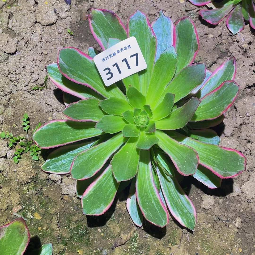 3117浣纱多肉植物