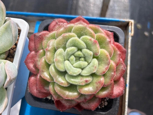 云南基地直发卡罗尔多肉