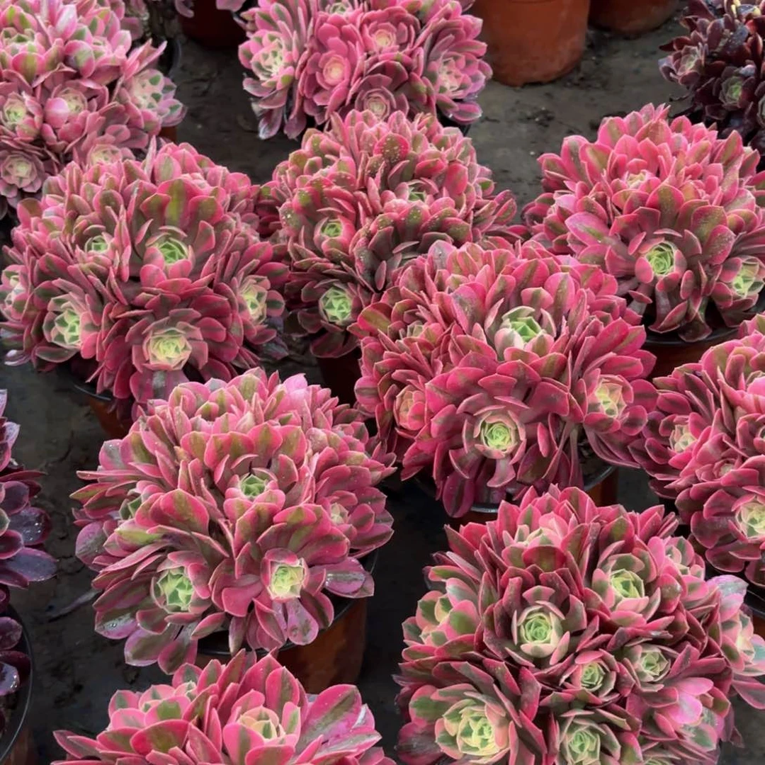 粉女巫绣球9.9多肉植物