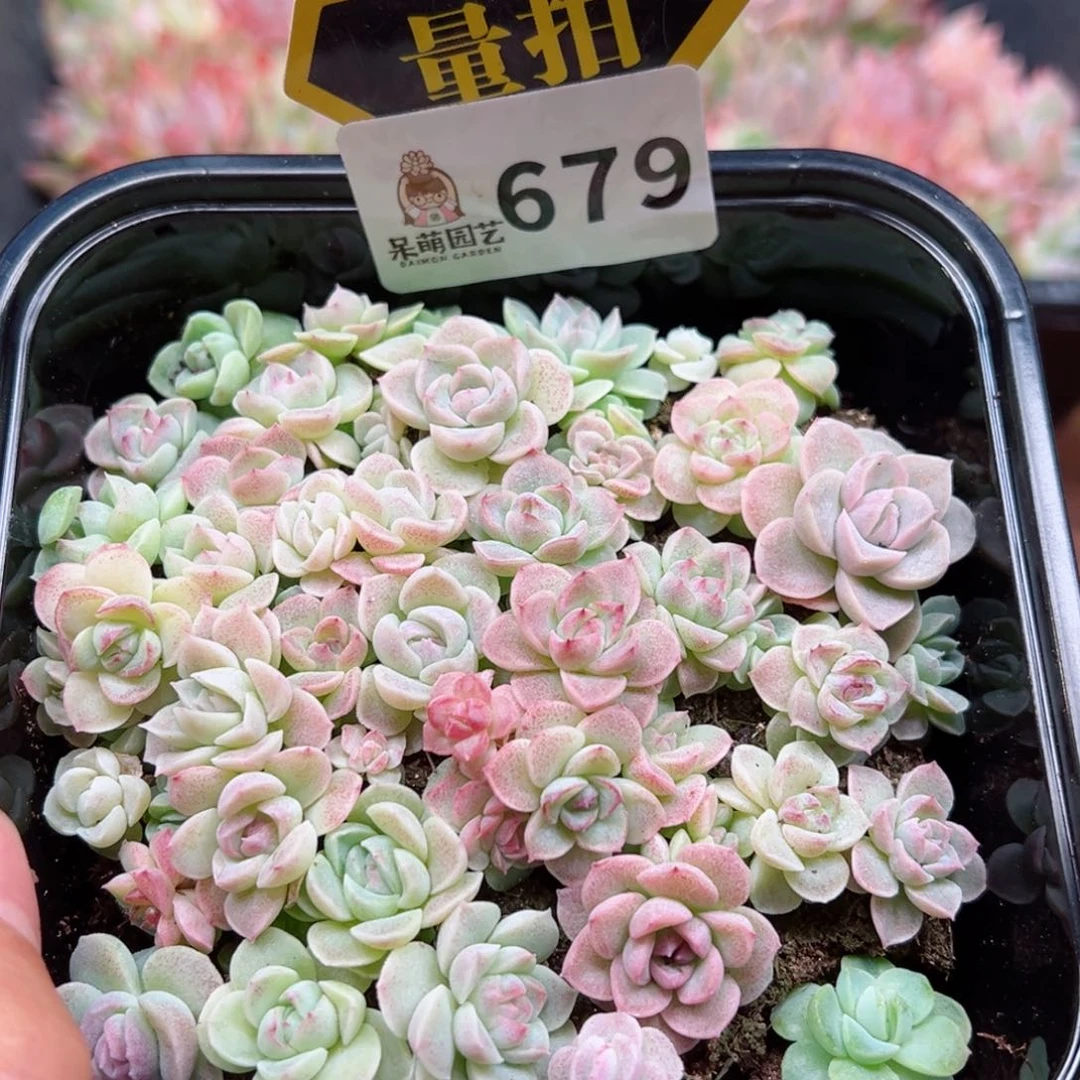 多肉植物多肉植物