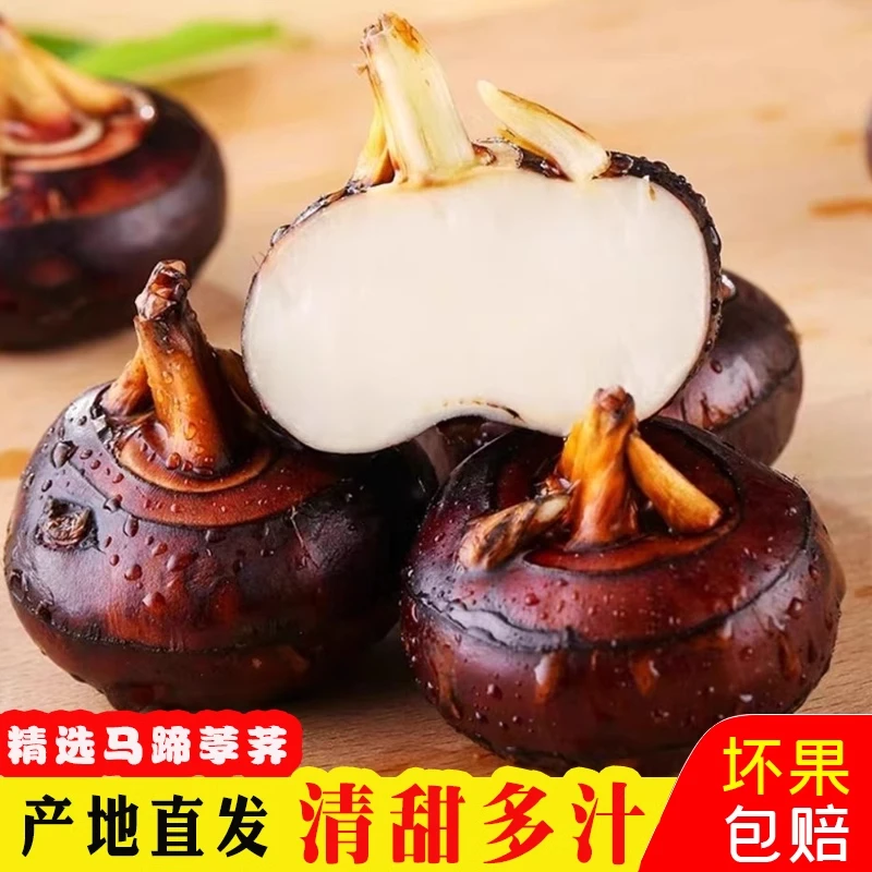 现挖水果马蹄5斤 新鲜甘甜荸荠生吃脆口农家种植带泥发货饱满多汁