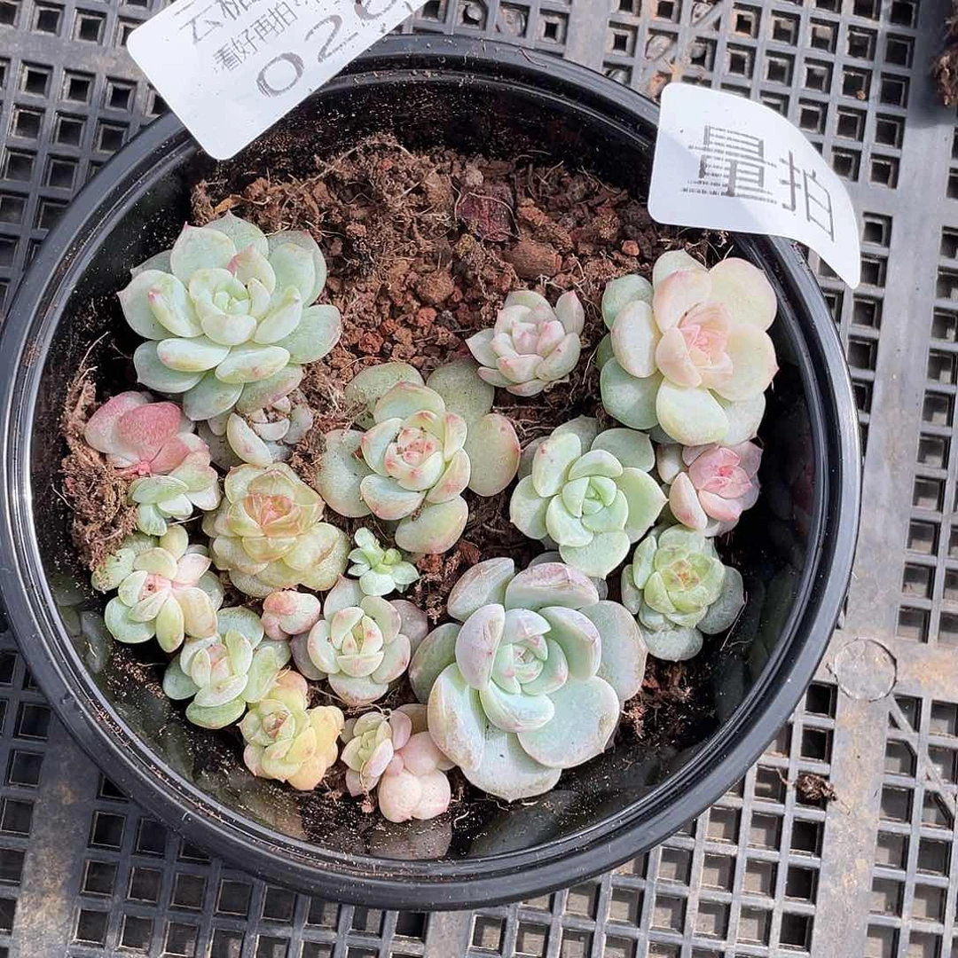 云糖心多肉植物26