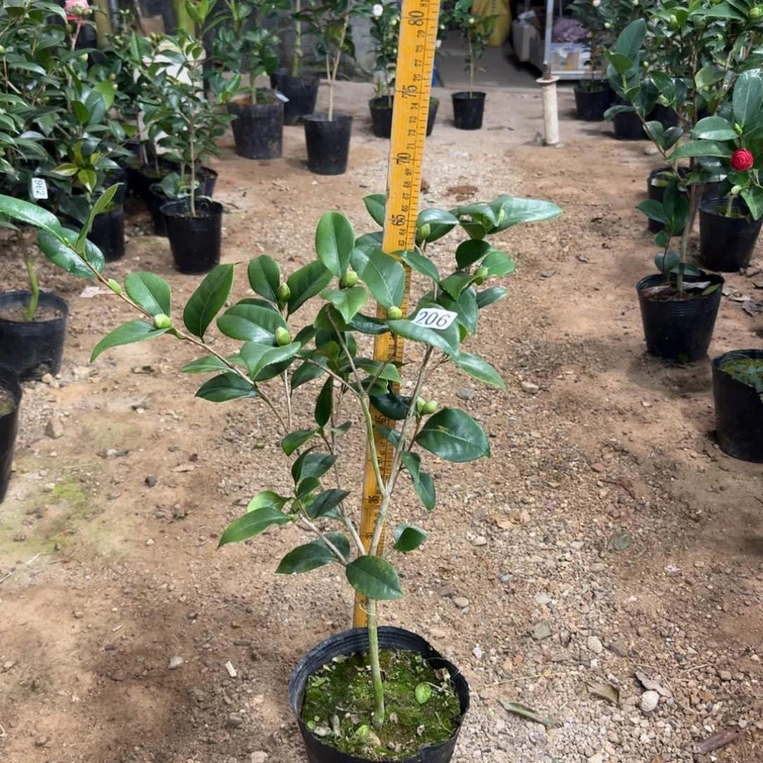 少量花朵（建议范围：2朵-5朵 或40%以下）206宫粉