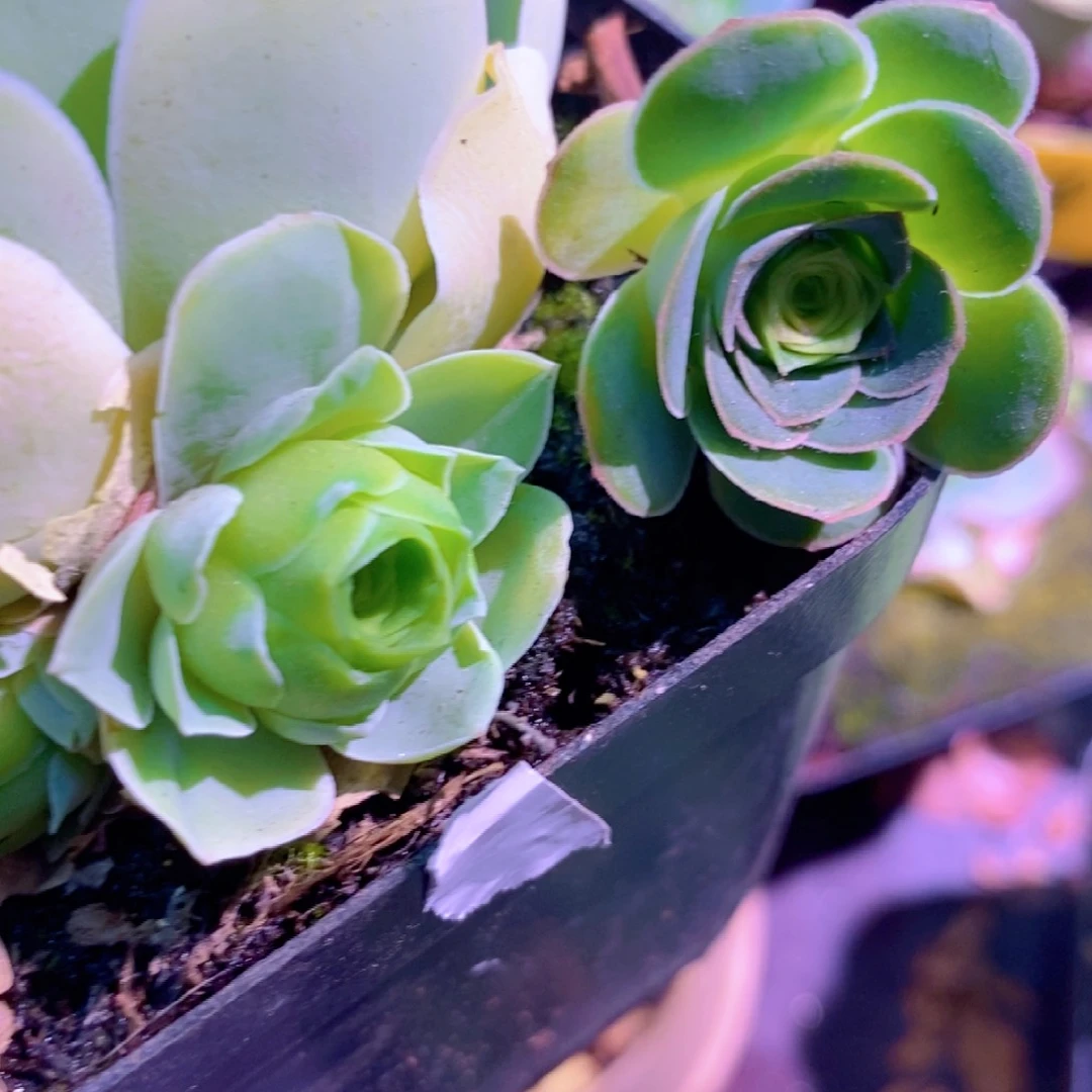 余*山地玫瑰下播福利一物一拍528姝帕仔加至爱仔仔