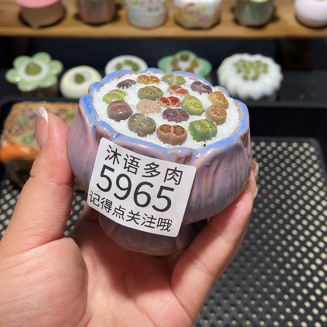 带盆土植物 一物一拍5965盆微瑕