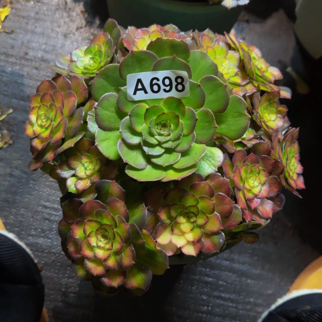 淳***淳698多肉植物法师号