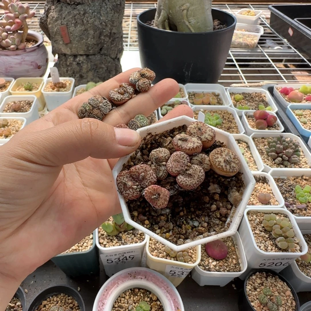 姬**君5364 大白多肉植物园