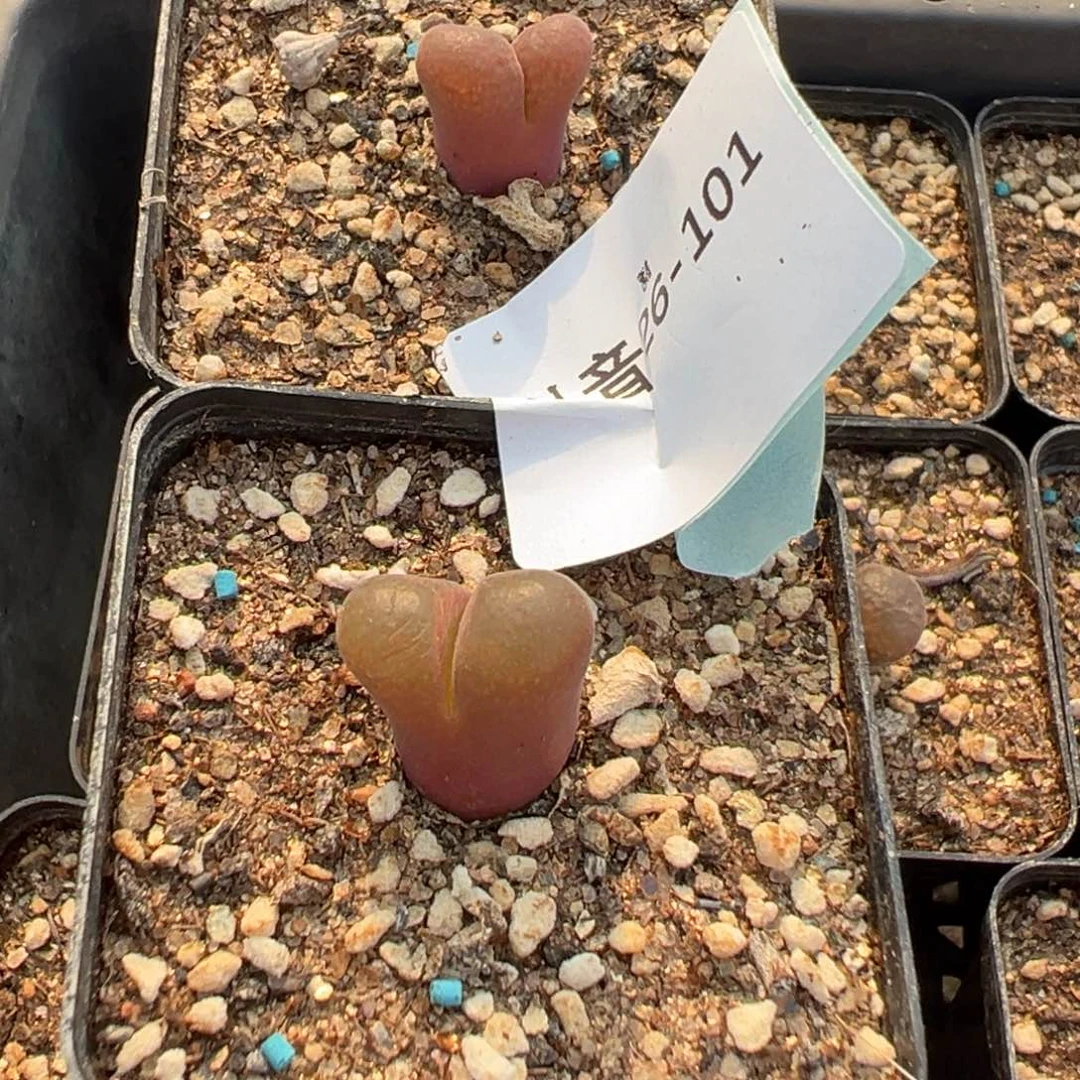 26-101肉锥多肉植物，