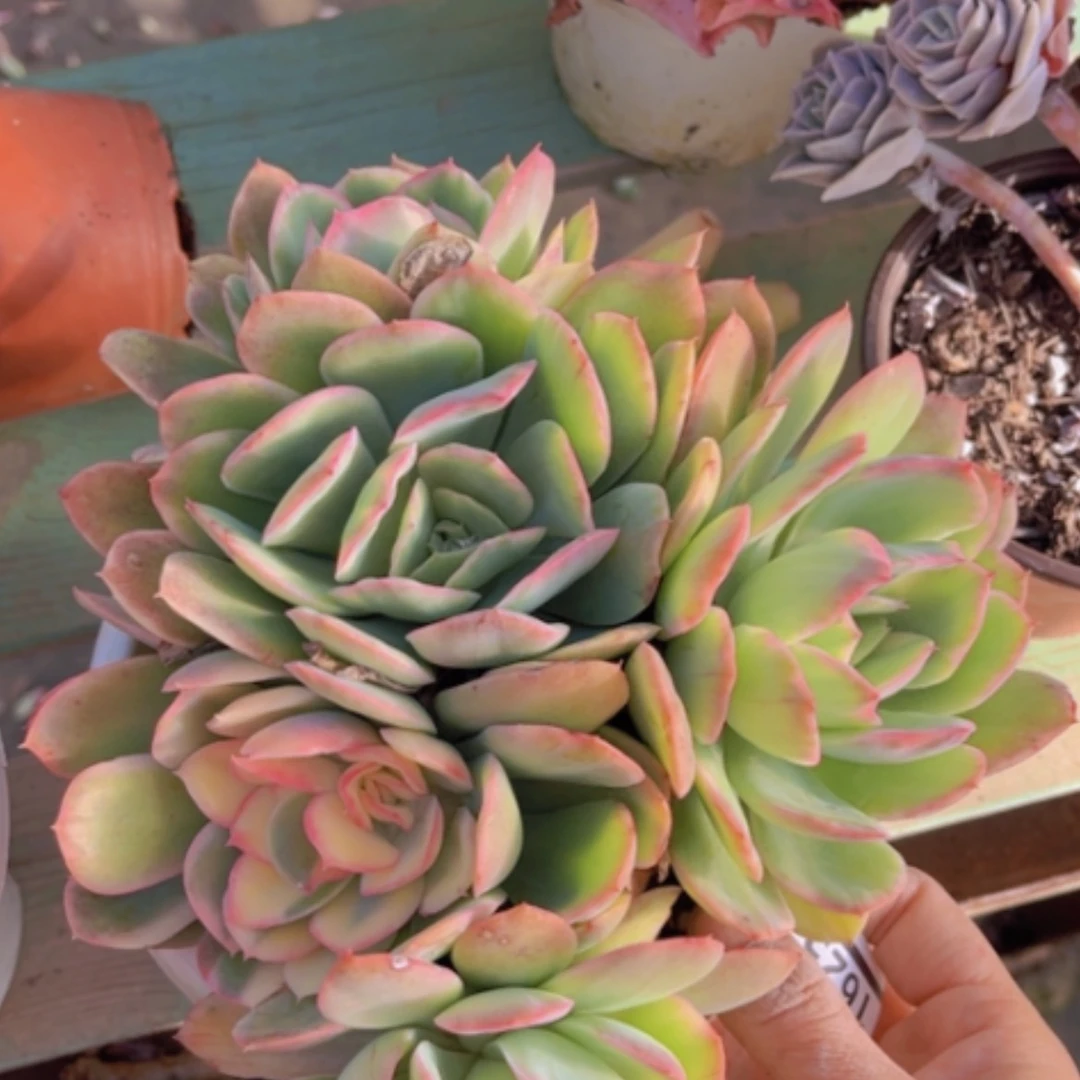 【闪购商品】绮罗锦16252