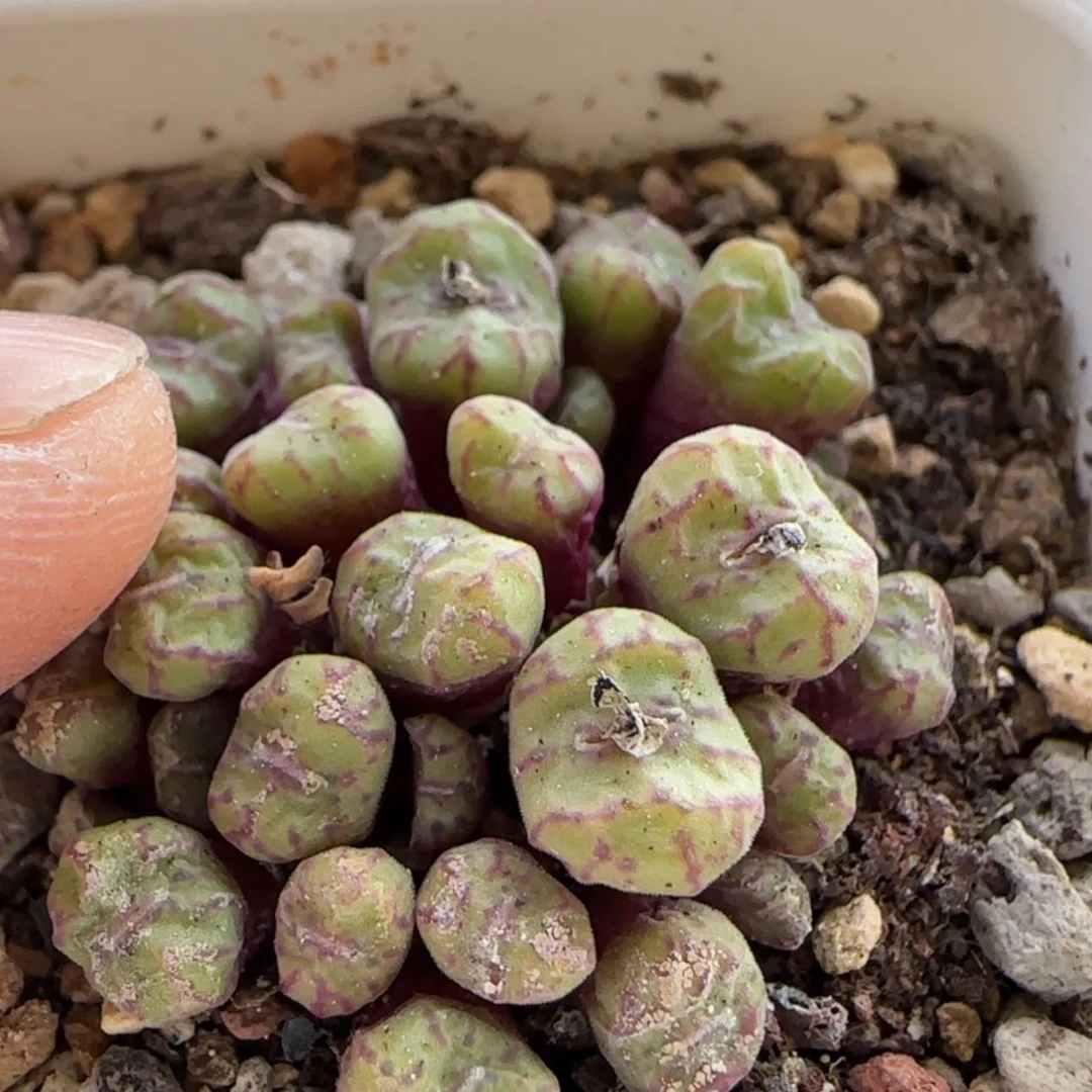 【闪购商品】7958红宝石安贞