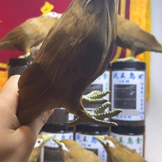 画眉鸟假鸟模型摆件
