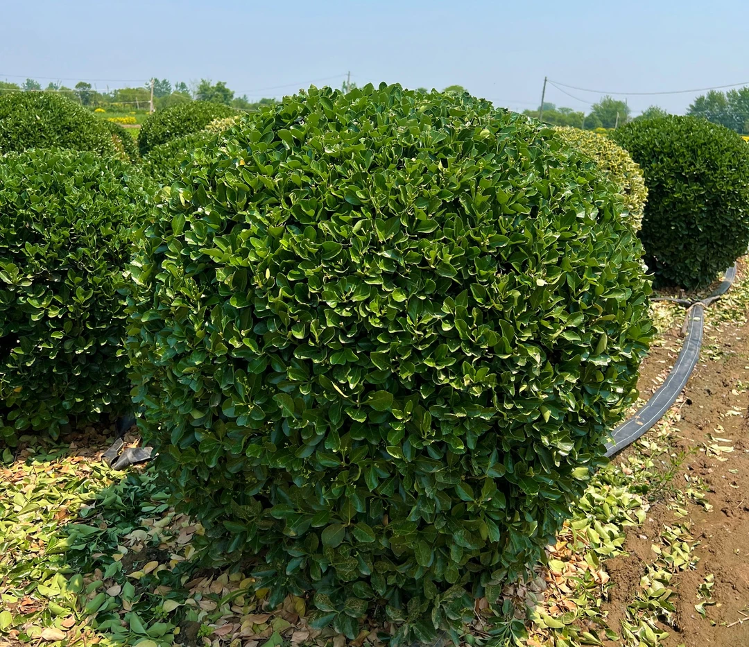 万年青冬青球四季常绿耐寒耐旱庭院门口绿植