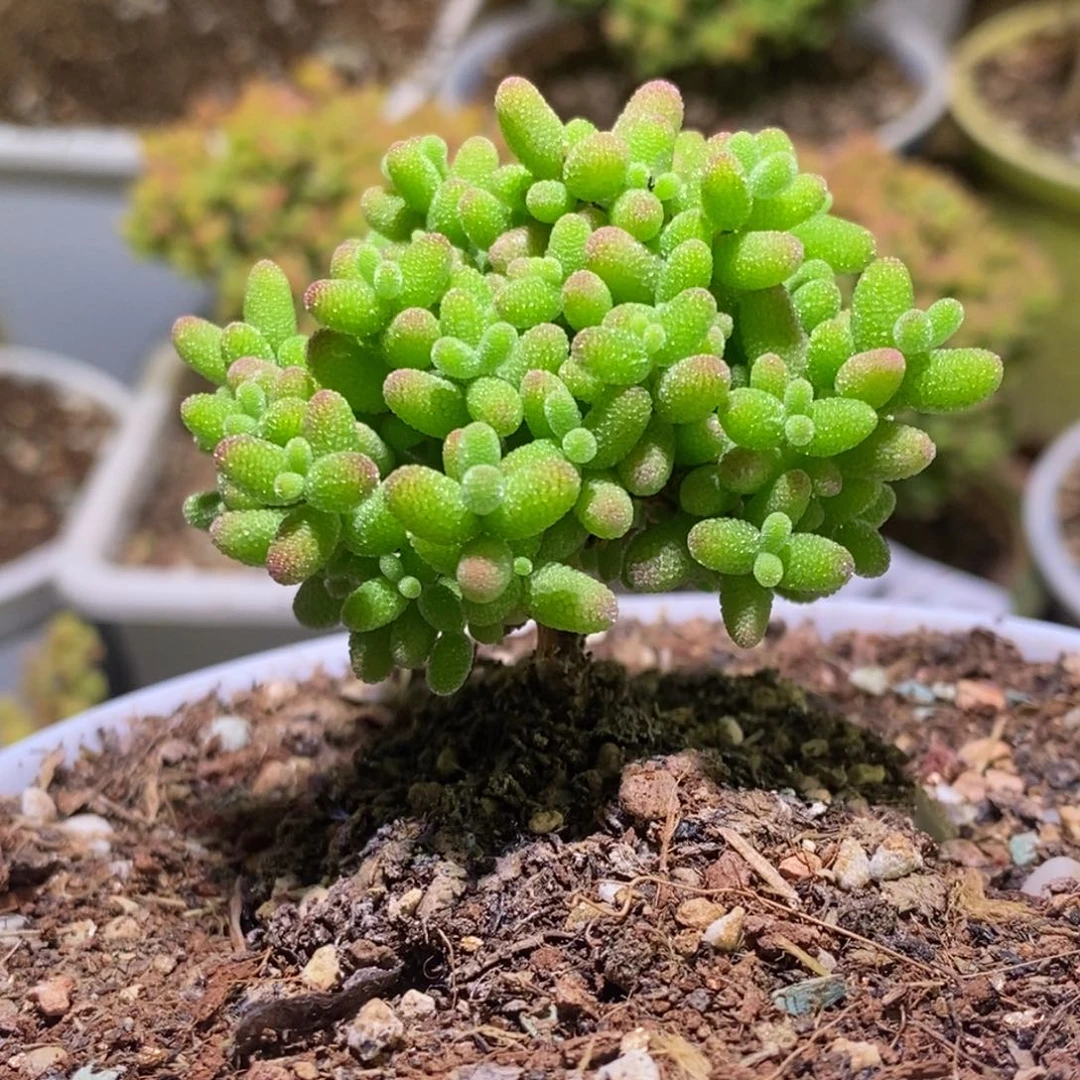 蜜桔枝干番杏456