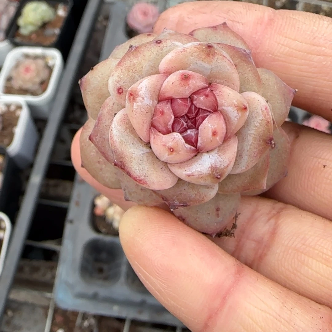 多肉小卡拉米糖心一物一拍