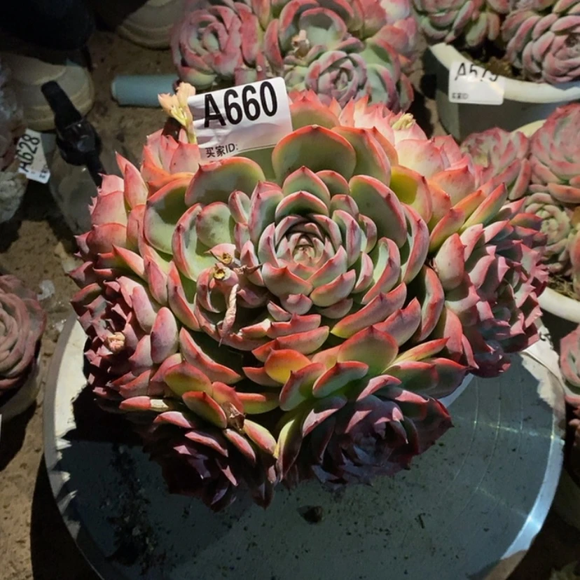 【闪购商品】?****?多肉植物的生长