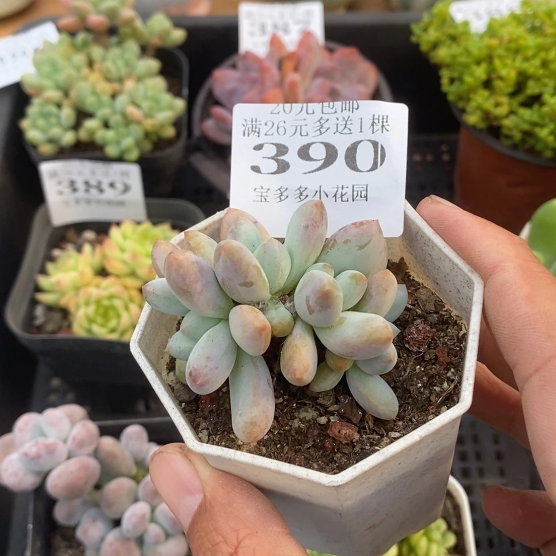香水四头朵朵群一物一拍满20元包邮满26送一颗