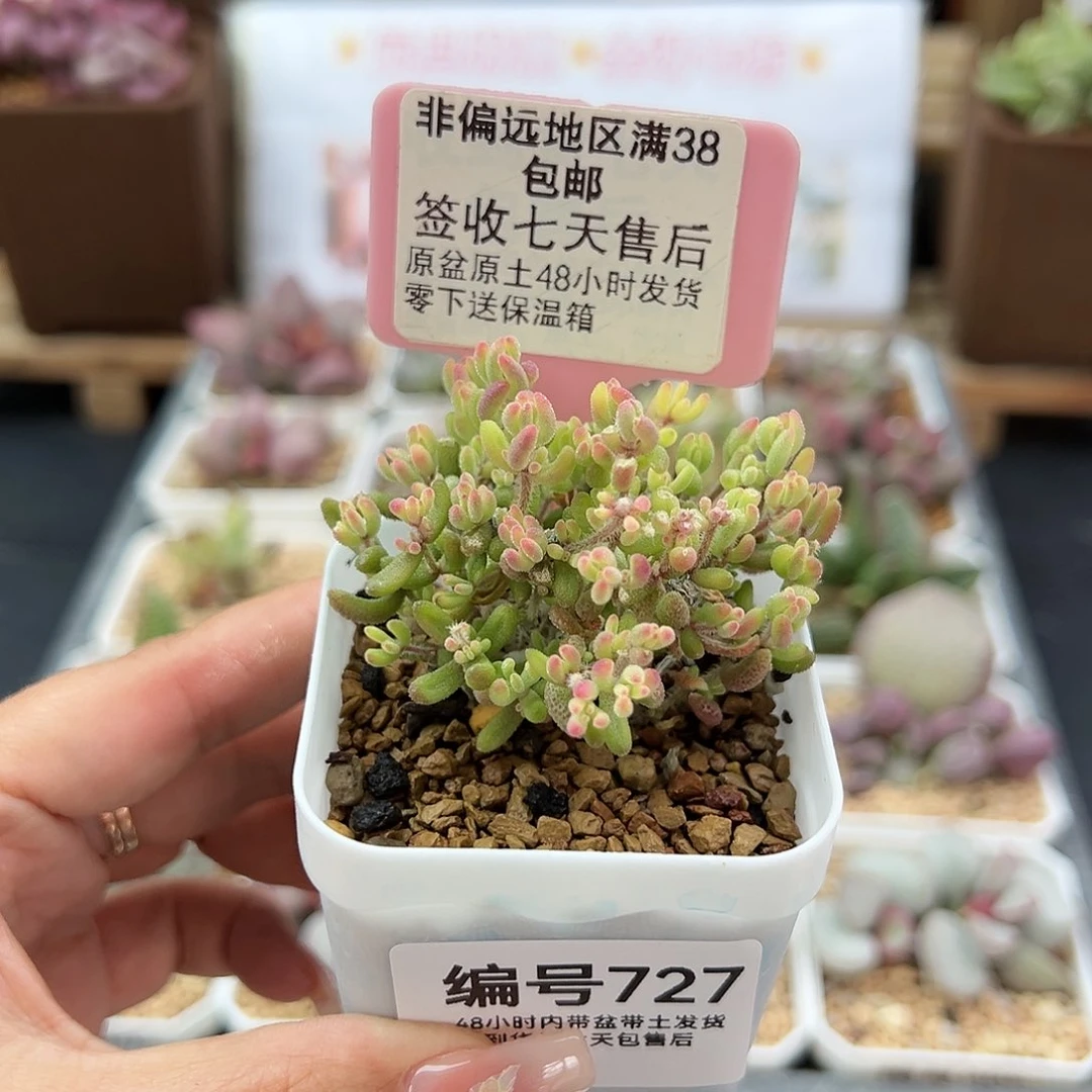 小****r727红宝石锦多肉植物