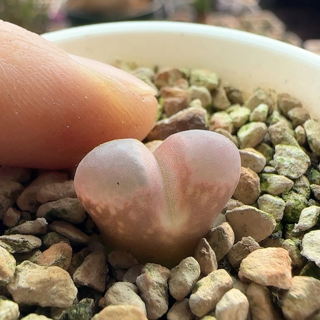 辣*年后脱土发货23849