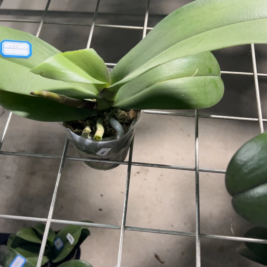 当前无花栽培后可以开花084白富美瑕疵苗凑单发货