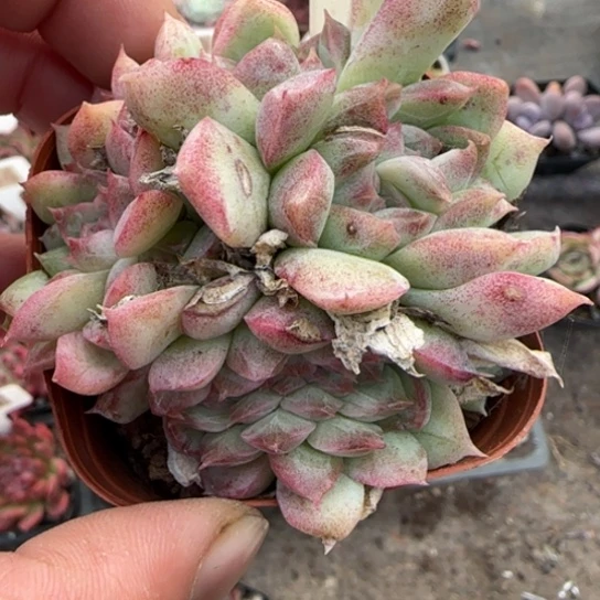 79桃熏缀多肉植物多