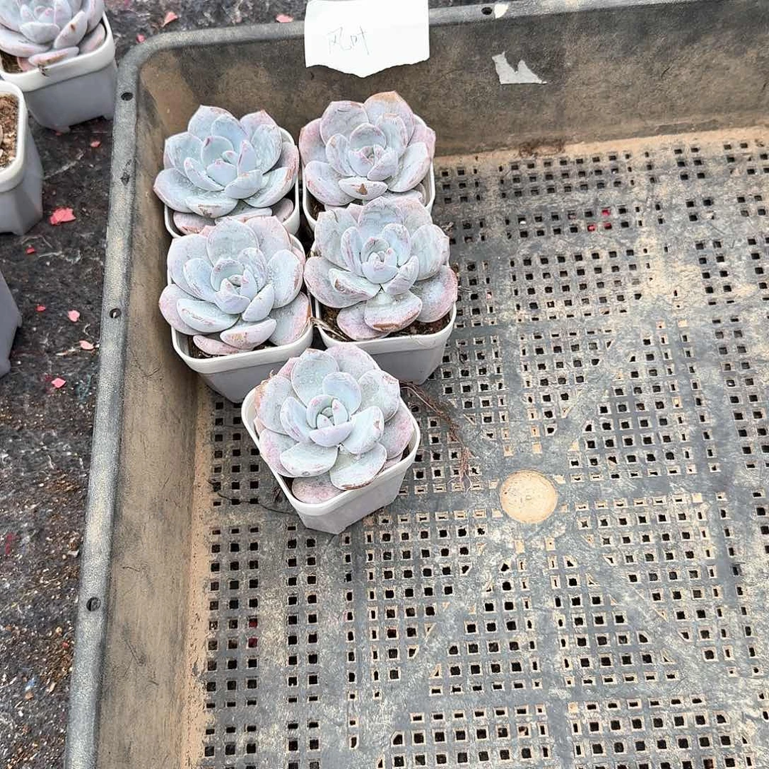 枫叶一物一拍专拍